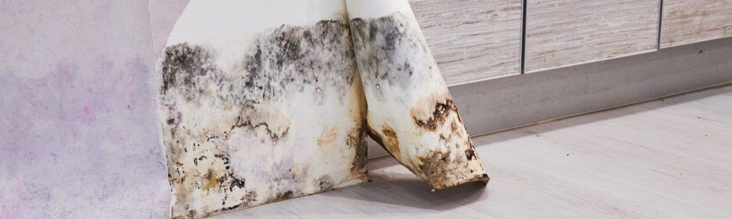 mold growth on the wall, indicating potential hidden mold issues in the house