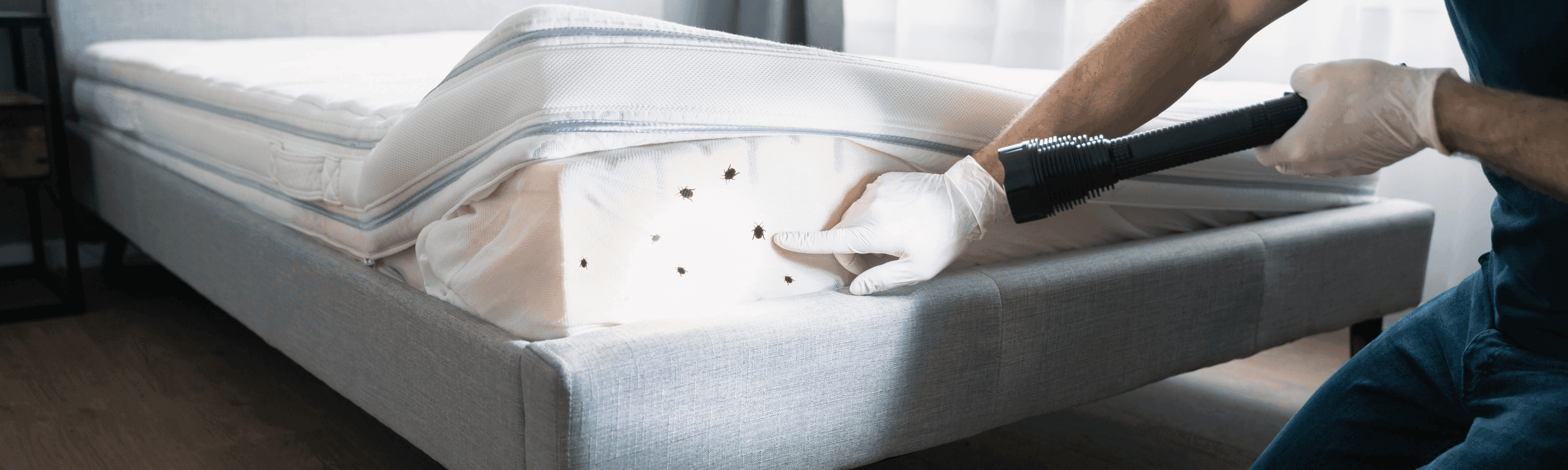 How To Deal with the Summer Bed Bugs Problem