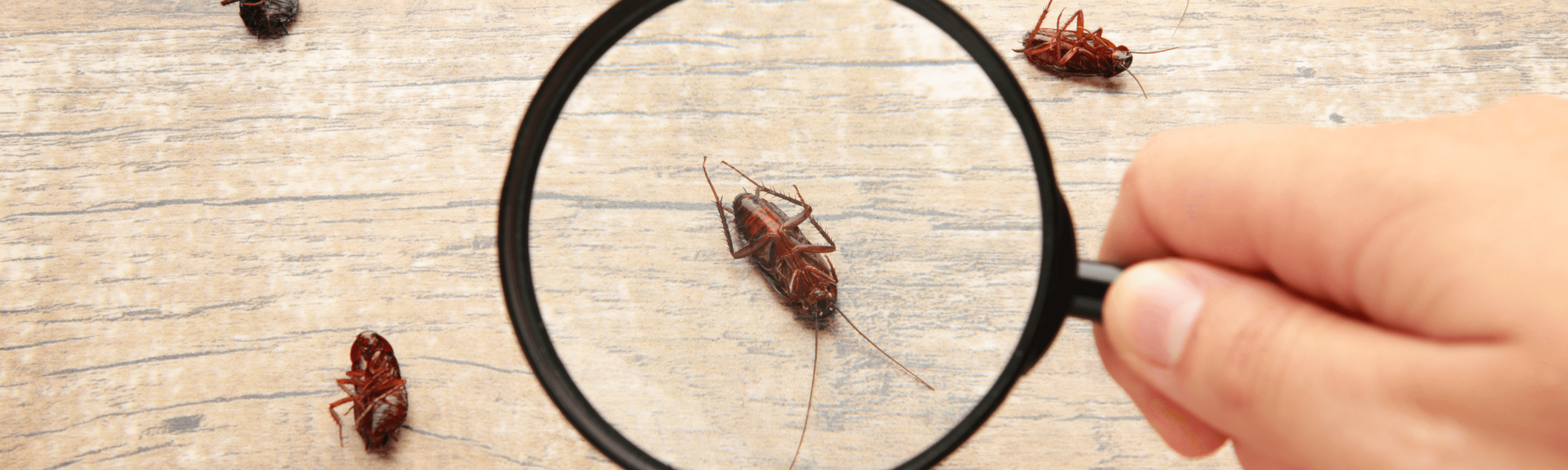 Importance of Pest Inspection